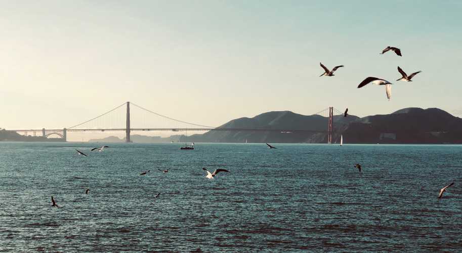 Golden Gate Birds